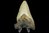 Bargain, Fossil Megalodon Tooth - North Carolina #124764-2